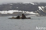 Walrus (Odobenus rosmarus)