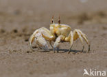 Fiddler Crab species (Uca spec.)