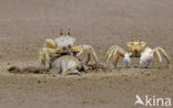 Fiddler Crab species (Uca spec.)