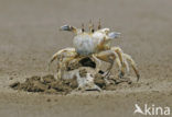 Fiddler Crab species (Uca spec.)