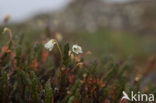 white arctic mountain heather (Cassiope tetragona)