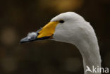 Wilde Zwaan (Cygnus cygnus)