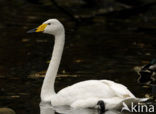 Wilde Zwaan (Cygnus cygnus)