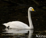 Wilde Zwaan (Cygnus cygnus)