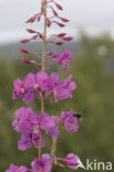 Wilgeroosje (Chamerion angustifolium)