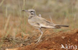 Greater Hoopoe-Lark (Alaemon alaudipes)