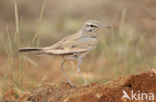 Greater Hoopoe-Lark (Alaemon alaudipes)