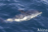 Atlantic White-sided Dolphin (Lagenorhynchus acutus)