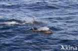 Atlantic White-sided Dolphin (Lagenorhynchus acutus)