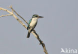 Witkraagijsvogel (Todiramphus chloris)