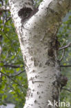 White Poplar (Populus alba)