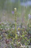 Witte muggenorchis (Pseudorchis albida) 