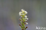 Witte muggenorchis (Pseudorchis albida) 