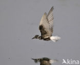 White-winged Tern (Chlidonias leucopterus)