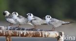 Witvleugelstern (Chlidonias leucopterus)