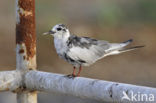 White-winged Tern (Chlidonias leucopterus)