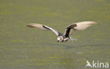 White-winged Tern (Chlidonias leucopterus)