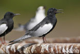 White-winged Tern (Chlidonias leucopterus)