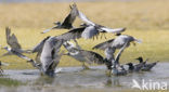 White-winged Tern (Chlidonias leucopterus)