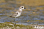 Woestijnplevier (Charadrius leschenaultii)