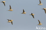 Spotted Sandgrouse (Pterocles senegallus)