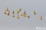 Spotted Sandgrouse (Pterocles senegallus)