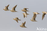 Woestijnzandhoen (Pterocles senegallus)