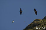 White-tailed Sea Eagle (Haliaeetus albicilla)