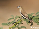 African Silverbill (Lonchura cantans)