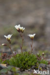 Zode Steenbreek (Saxifraga caespitosa)