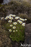 Zode Steenbreek (Saxifraga caespitosa)