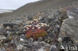 Zode Steenbreek (Saxifraga caespitosa)