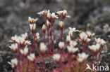 Zode Steenbreek (Saxifraga caespitosa)