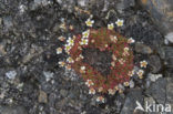 Zode Steenbreek (Saxifraga caespitosa)