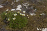 Zode Steenbreek (Saxifraga caespitosa)