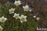 Zode Steenbreek (Saxifraga caespitosa)