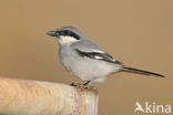 Canary island Southern Grey Shrike (Lanius meriodonalis koenigi)