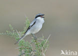 Canary island Southern Grey Shrike (Lanius meriodonalis koenigi)