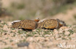 Zwartbuikzandhoen (Pterocles orientalis)