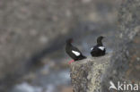 Black Guillemot