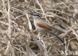Black-crowned Tchagra (Tchagra senegalus)