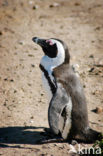 Zwartvoetpinguin (Spheniscus demersus) 