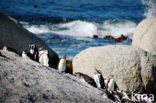 Zwartvoetpinguin (Spheniscus demersus) 