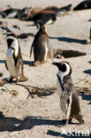 Zwartvoetpinguin (Spheniscus demersus) 