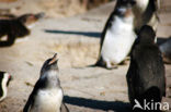 Zwartvoetpinguin (Spheniscus demersus) 