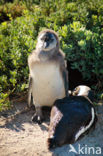 African Penguin