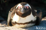 Zwartvoetpinguin (Spheniscus demersus) 