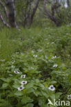 Dwarf Cornel (Cornus suecica)