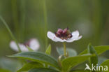 Dwarf Cornel (Cornus suecica)