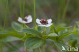 Dwarf Cornel (Cornus suecica)